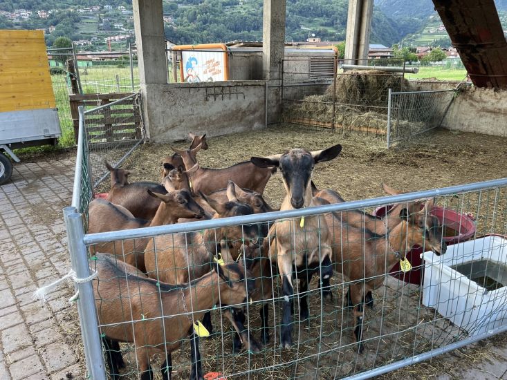Azienda Agricola Pellegrini 